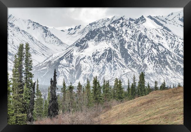 Trees in a Valley with snow covered mountains behind in Alaska, USA Framed Print by Dave Collins