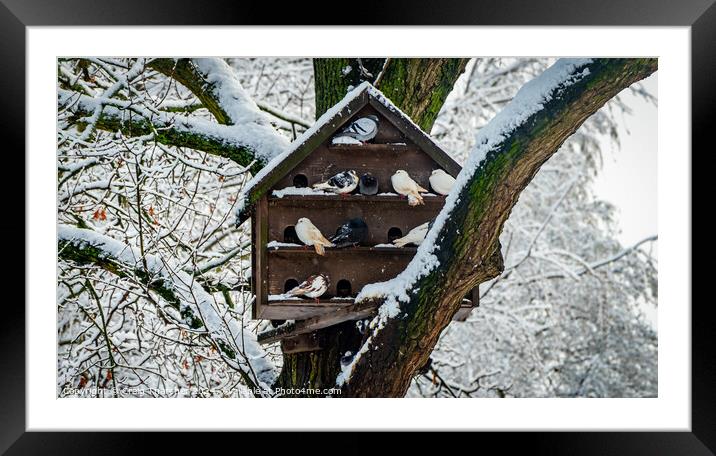 Snowy Pigeon Coop Framed Mounted Print by Craig Thatcher
