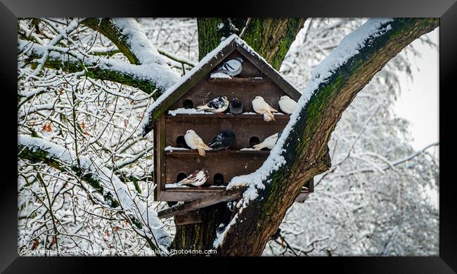 Snowy Pigeon Coop Framed Print by Craig Thatcher