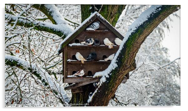 Snowy Pigeon Coop Acrylic by Craig Thatcher