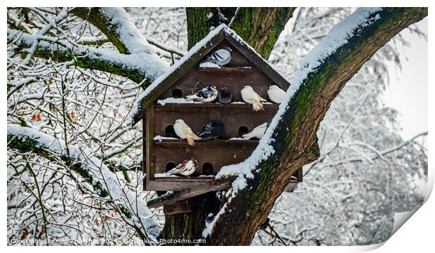 Snowy Pigeon Coop Print by Craig Thatcher
