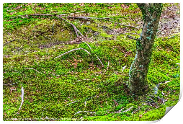 Green Moss Tree Tofuku-Ji Zen Buddhist Temple Kyoto Japan Print by William Perry