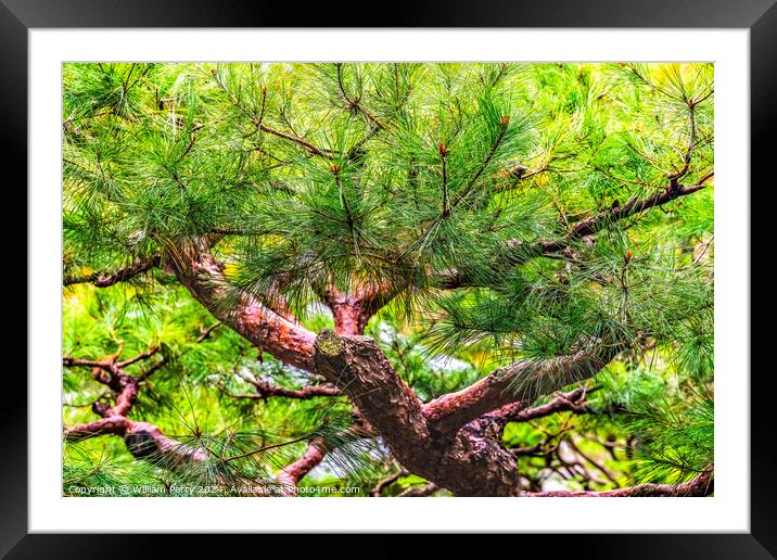 Colorful Pine Tree Tofuku-Ji Zen Buddhist Temple Kyoto Japan Framed Mounted Print by William Perry