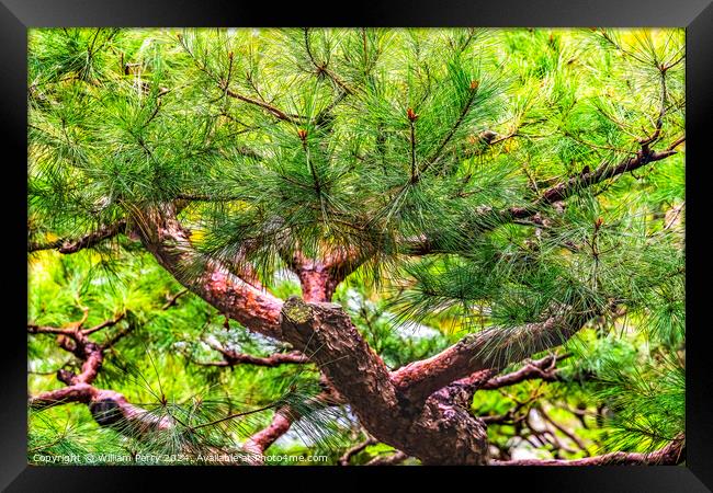 Colorful Pine Tree Tofuku-Ji Zen Buddhist Temple Kyoto Japan Framed Print by William Perry