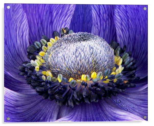 Purple Anemone Acrylic by Karl Oparka