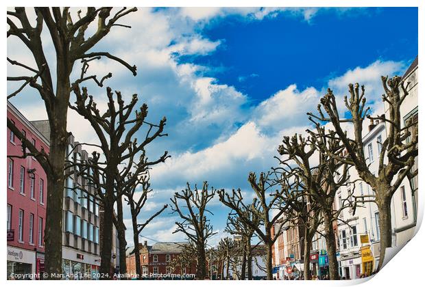 Leafless trees line a vibrant urban street with colorful buildings under a blue sky with fluffy clouds, creating a stark contrast between nature and city life in York, North Yorkshire, England. Print by Man And Life