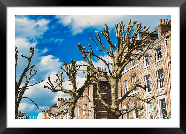 Leafless pruned tree branches against a blue sky with fluffy clouds, with a backdrop of traditional brick townhouses, showcasing urban nature and architecture in York, North Yorkshire, England. Framed Mounted Print by Man And Life