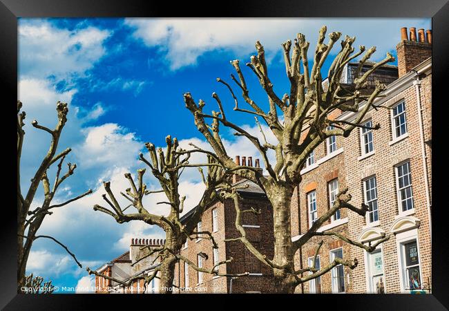 Leafless pruned tree branches against a blue sky with fluffy clouds, with a backdrop of traditional brick townhouses, showcasing urban nature and architecture in York, North Yorkshire, England. Framed Print by Man And Life