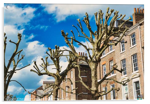 Leafless pruned tree branches against a blue sky with fluffy clouds, with a backdrop of traditional brick townhouses, showcasing urban nature and architecture in York, North Yorkshire, England. Acrylic by Man And Life