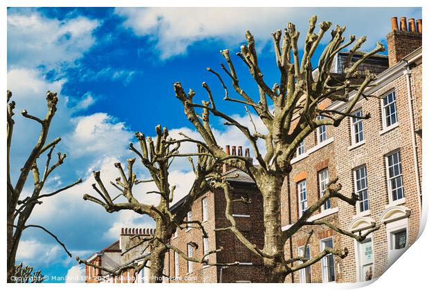 Leafless pruned tree branches against a blue sky with fluffy clouds, with a backdrop of traditional brick townhouses, showcasing urban nature and architecture in York, North Yorkshire, England. Print by Man And Life