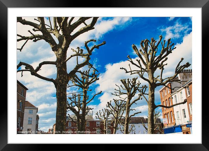 Leafless trees against a vibrant blue sky with fluffy clouds, showcasing a stark contrast between nature and the colorful facades of urban buildings in the background in York, North Yorkshire, England. Framed Mounted Print by Man And Life