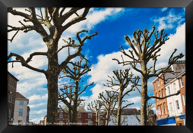 Leafless trees against a vibrant blue sky with fluffy clouds, showcasing a stark contrast between nature and the colorful facades of urban buildings in the background in York, North Yorkshire, England. Framed Print by Man And Life