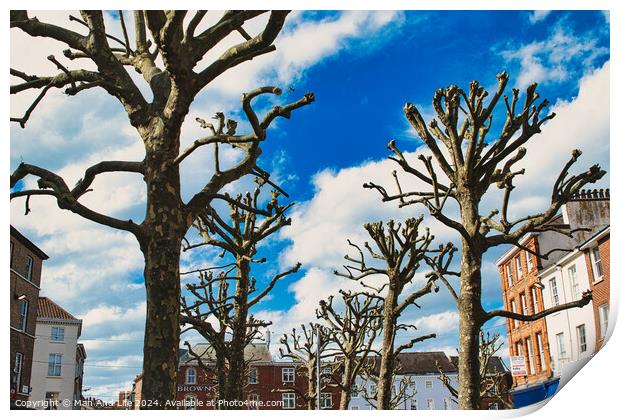 Leafless trees against a vibrant blue sky with fluffy clouds, showcasing a stark contrast between nature and the colorful facades of urban buildings in the background in York, North Yorkshire, England. Print by Man And Life