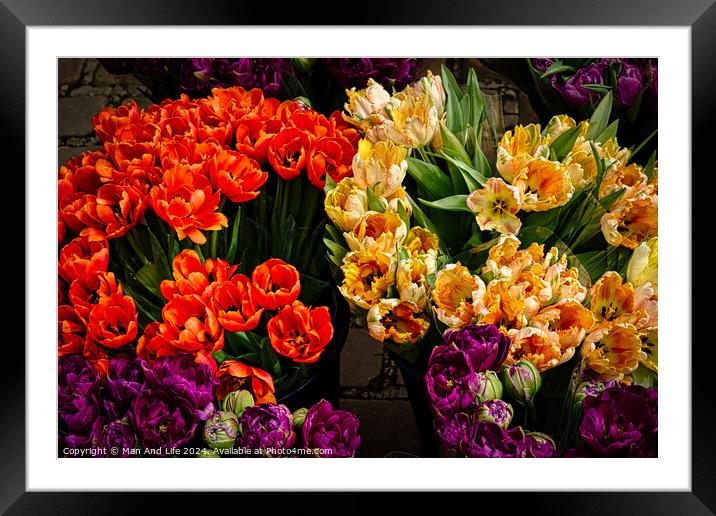 Vibrant tulips in orange, yellow, and purple hues, freshly bloomed and displayed at a flower market, showcasing the beauty of spring florals in York, North Yorkshire, England. Framed Mounted Print by Man And Life