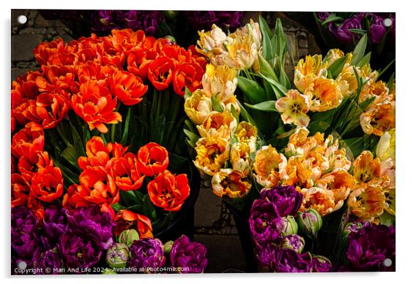 Vibrant tulips in orange, yellow, and purple hues, freshly bloomed and displayed at a flower market, showcasing the beauty of spring florals in York, North Yorkshire, England. Acrylic by Man And Life