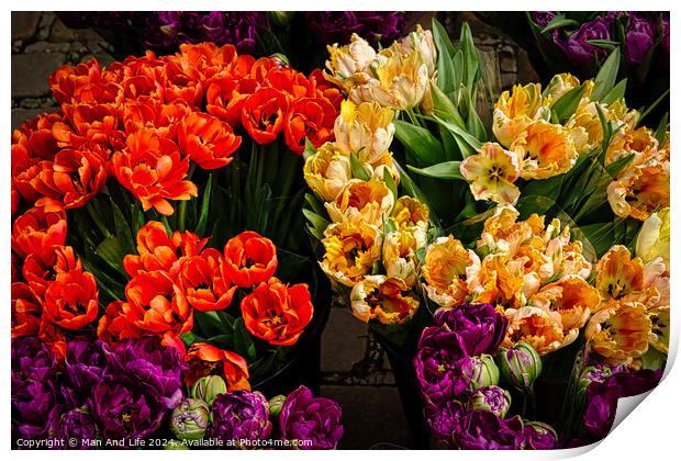 Vibrant tulips in orange, yellow, and purple hues, freshly bloomed and displayed at a flower market, showcasing the beauty of spring florals in York, North Yorkshire, England. Print by Man And Life