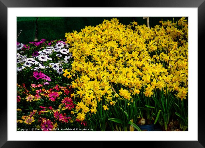 Vibrant garden scene with a lush display of yellow daffodils in the foreground, complemented by pink and white daisies, set against a green backdrop in York, North Yorkshire, England. Framed Mounted Print by Man And Life