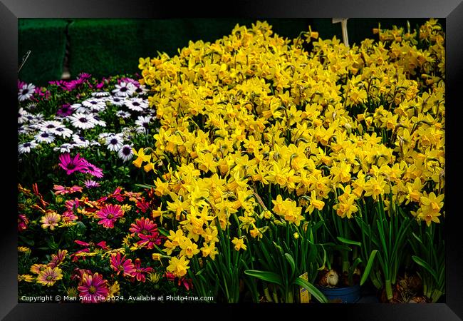 Vibrant garden scene with a lush display of yellow daffodils in the foreground, complemented by pink and white daisies, set against a green backdrop in York, North Yorkshire, England. Framed Print by Man And Life