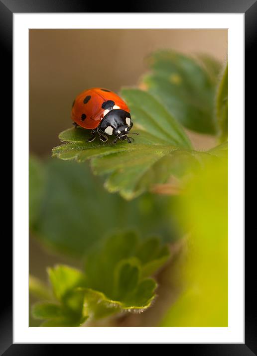 Ladybird Ladybird Framed Mounted Print by Robert Coffey