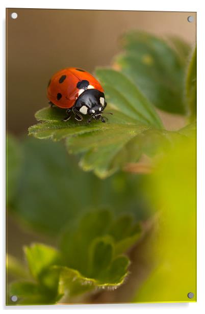 Ladybird Ladybird Acrylic by Robert Coffey
