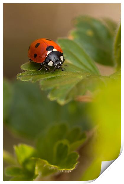 Ladybird Ladybird Print by Robert Coffey