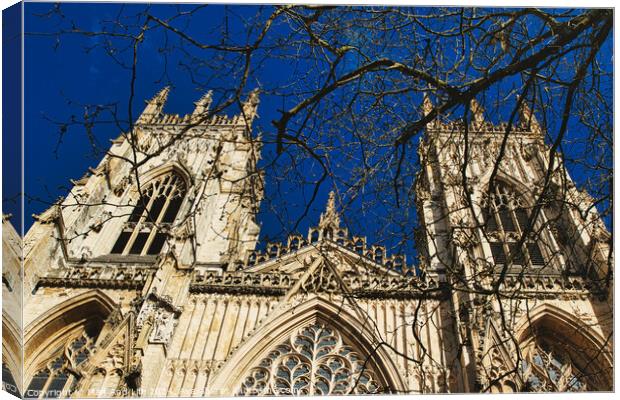 Gothic cathedral facade with intricate architecture and blue sky background, framed by bare tree branches in York, North Yorkshire, England. Canvas Print by Man And Life