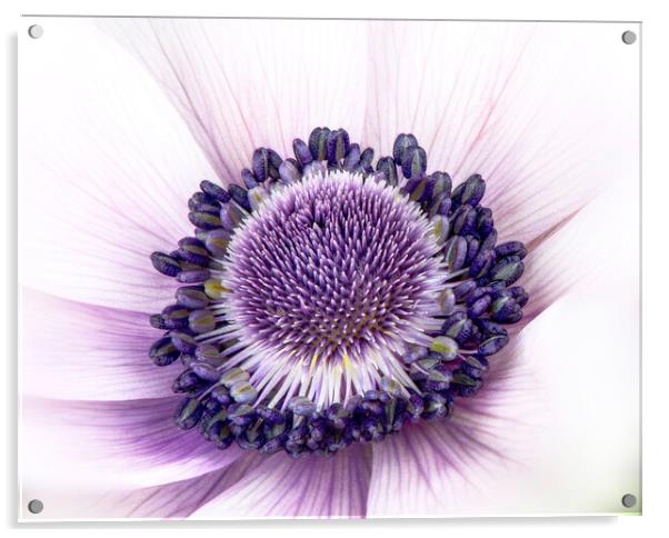 Anemone Flower Acrylic by Karl Oparka