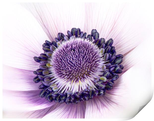 Anemone Flower Print by Karl Oparka