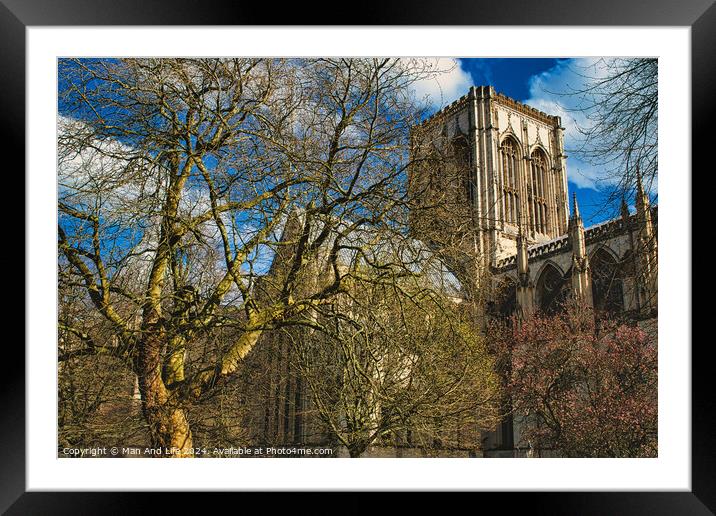 Historic cathedral with Gothic architecture, framed by leafless trees under a blue sky with fluffy clouds in York, North Yorkshire, England. Framed Mounted Print by Man And Life