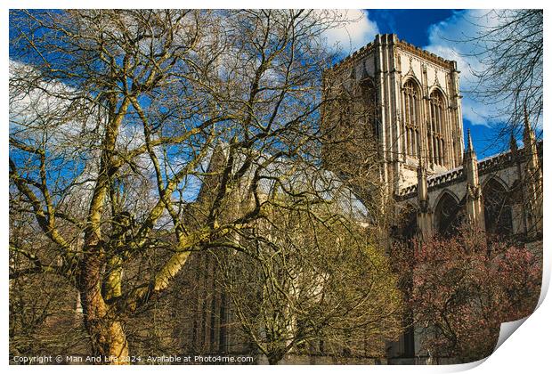 Historic cathedral with Gothic architecture, framed by leafless trees under a blue sky with fluffy clouds in York, North Yorkshire, England. Print by Man And Life