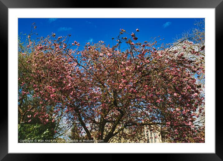 Blossoming pink cherry tree against a clear blue sky on a sunny day, signaling the arrival of spring in York, North Yorkshire, England. Framed Mounted Print by Man And Life