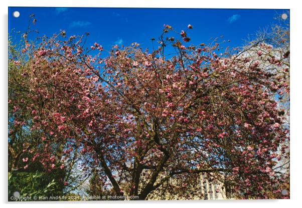 Blossoming pink cherry tree against a clear blue sky on a sunny day, signaling the arrival of spring in York, North Yorkshire, England. Acrylic by Man And Life