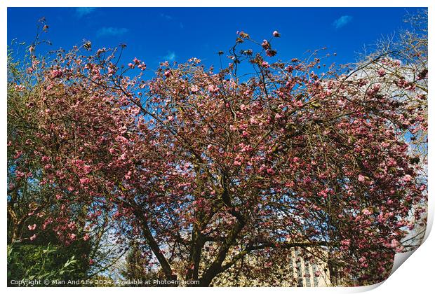 Blossoming pink cherry tree against a clear blue sky on a sunny day, signaling the arrival of spring in York, North Yorkshire, England. Print by Man And Life