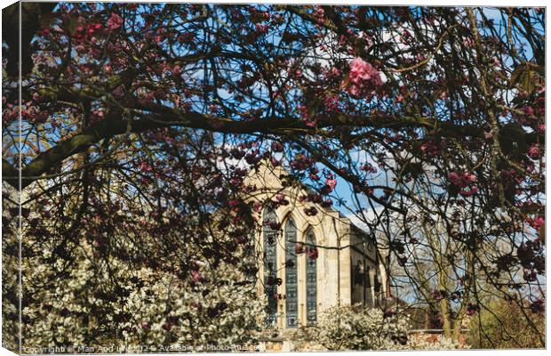 Springtime view of a historic building framed by branches with pink and white blossoms under a clear blue sky in York, North Yorkshire, England. Canvas Print by Man And Life