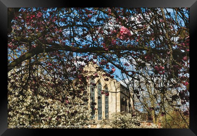 Springtime view of a historic building framed by branches with pink and white blossoms under a clear blue sky in York, North Yorkshire, England. Framed Print by Man And Life