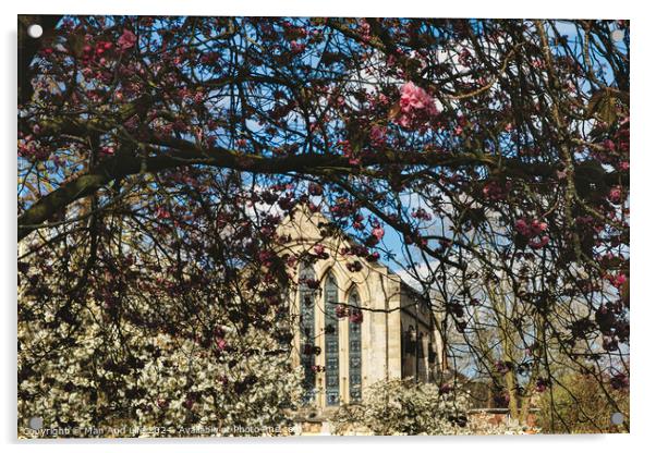 Springtime view of a historic building framed by branches with pink and white blossoms under a clear blue sky in York, North Yorkshire, England. Acrylic by Man And Life