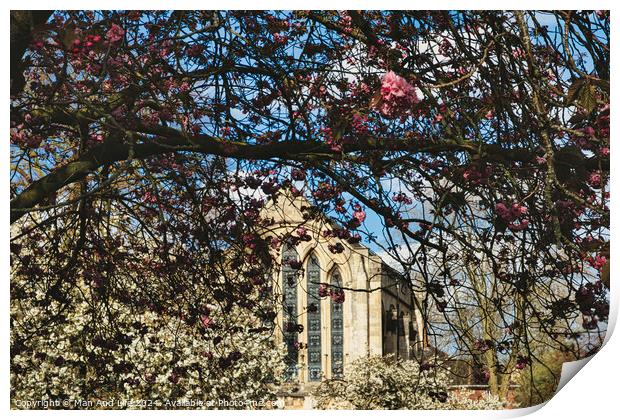 Springtime view of a historic building framed by branches with pink and white blossoms under a clear blue sky in York, North Yorkshire, England. Print by Man And Life