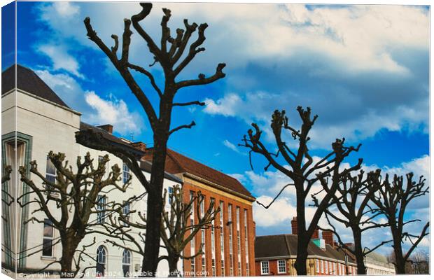 Leafless pruned trees stand against a vibrant blue sky with fluffy clouds, with traditional European architecture in the background in York, North Yorkshire, England. Canvas Print by Man And Life