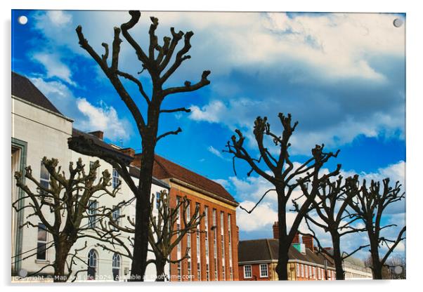 Leafless pruned trees stand against a vibrant blue sky with fluffy clouds, with traditional European architecture in the background in York, North Yorkshire, England. Acrylic by Man And Life