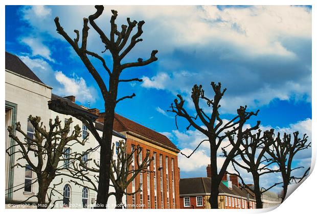 Leafless pruned trees stand against a vibrant blue sky with fluffy clouds, with traditional European architecture in the background in York, North Yorkshire, England. Print by Man And Life