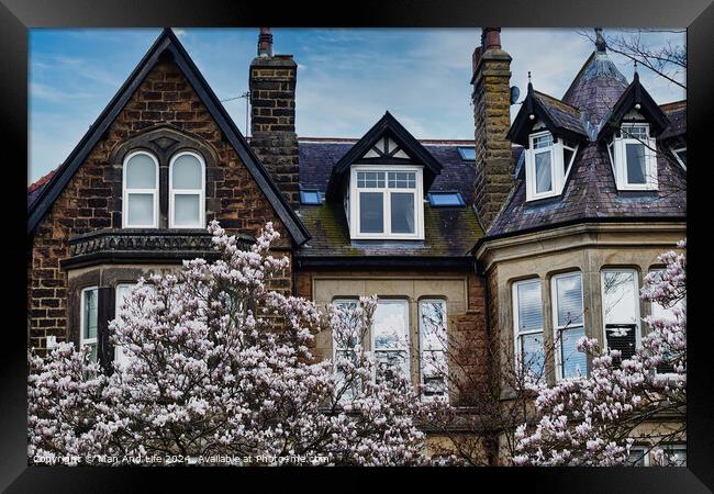 Traditional brick house with gabled roofs and dormer windows, framed by blossoming cherry trees under a clear blue sky in Harrogate, North Yorkshire. Framed Print by Man And Life
