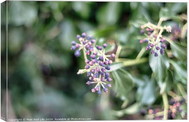 Close-up of purple berries on a shrub with a soft-focus green leafy background, capturing the detail and color contrast in a natural setting. Canvas Print by Man And Life