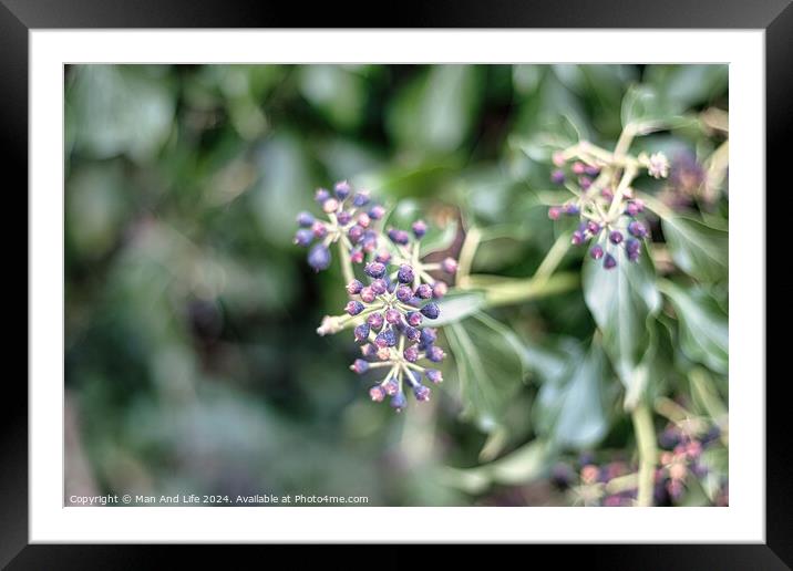 Close-up of purple berries on a shrub with a soft-focus green leafy background, capturing the detail and color contrast in a natural setting. Framed Mounted Print by Man And Life