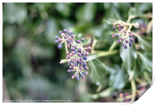 Close-up of purple berries on a shrub with a soft-focus green leafy background, capturing the detail and color contrast in a natural setting. Print by Man And Life