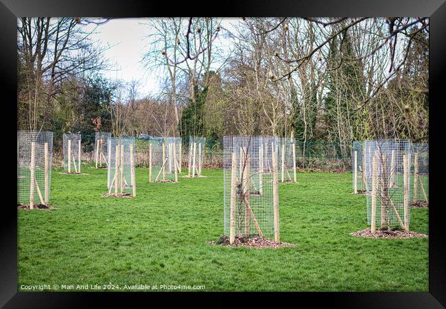 Young trees protected by wooden stakes and wire mesh in a green public park, showcasing urban reforestation and environmental conservation efforts in Harrogate, North Yorkshire. Framed Print by Man And Life