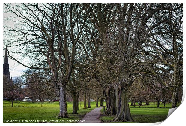 Serene park pathway lined with bare trees in early spring, with lush green grass on either side, hinting at the onset of new growth and natural beauty in Harrogate, North Yorkshire. Print by Man And Life