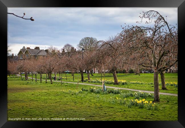 Tranquil park scene with blooming daffodils and bare trees, with a winding path and residential houses in the background under a cloudy sky in Harrogate, North Yorkshire. Framed Print by Man And Life