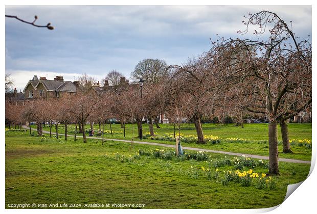 Tranquil park scene with blooming daffodils and bare trees, with a winding path and residential houses in the background under a cloudy sky in Harrogate, North Yorkshire. Print by Man And Life