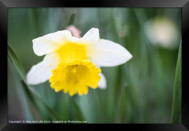 Close up photo of a yellow flower in the park Framed Print by Man And Life