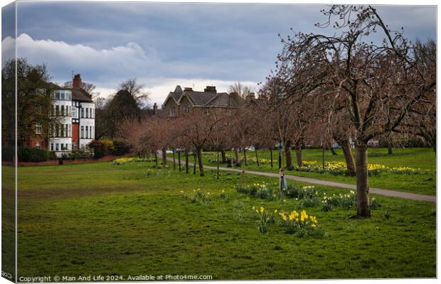 Tranquil park scene with blooming daffodils and bare trees, with a winding path and residential houses in the background under a cloudy sky in Harrogate, North Yorkshire. Canvas Print by Man And Life